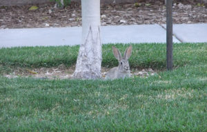 southern-highlands-parks-23 Parks and Trails bunny near tree Southern Highlands private golf community of Las Vegas Nevada